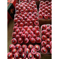 fresh apple from China huaniu apple fresh apple supplier